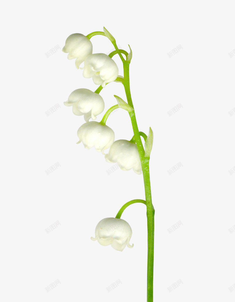 百合花花枝png免抠素材_新图网 https://ixintu.com 白色百合花 百合花 花枝 鲜花