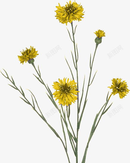 黄色花朵花枝装饰png免抠素材_新图网 https://ixintu.com 图片 花朵 花枝 装饰 黄色