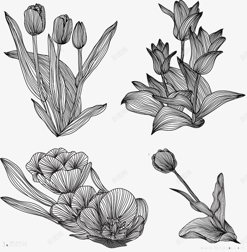 线描植物png免抠素材_新图网 https://ixintu.com 手绘 手绘花朵 手绘郁金香 线描花朵 花枝 郁金香