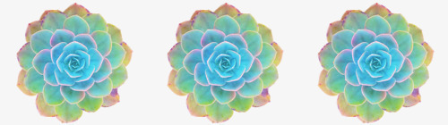 绿黄色多肉植物装饰png免抠素材_新图网 https://ixintu.com 植物 绿黄色 装饰