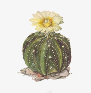 卡通手绘开花的仙人掌球png免抠素材_新图网 https://ixintu.com 仙人掌球 卡通 多肉植物 手绘 黄色花朵
