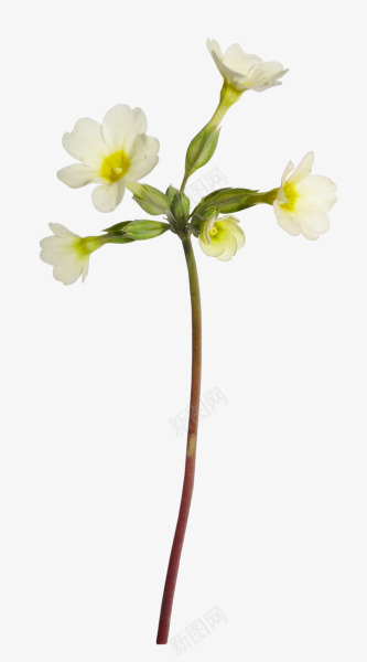 手绘白花花枝植物png免抠素材_新图网 https://ixintu.com 手绘 植物 白花花 素材