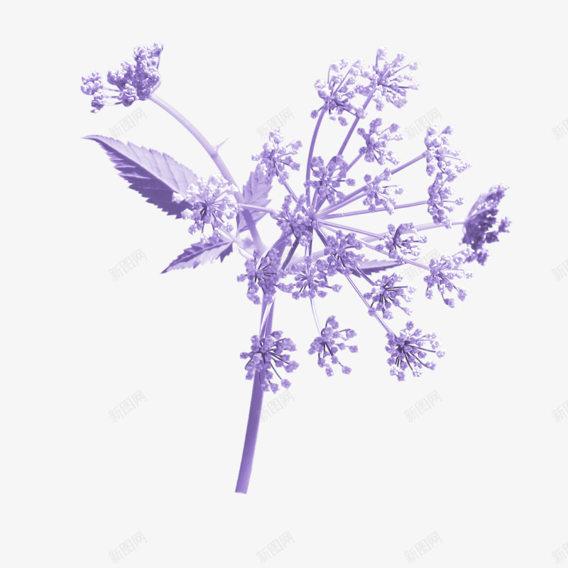 紫色花枝png免抠素材_新图网 https://ixintu.com 植物 紫色 花叶 花朵