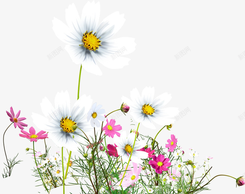 白色花丛花朵花枝png免抠素材_新图网 https://ixintu.com 白色 花丛 花朵 花枝