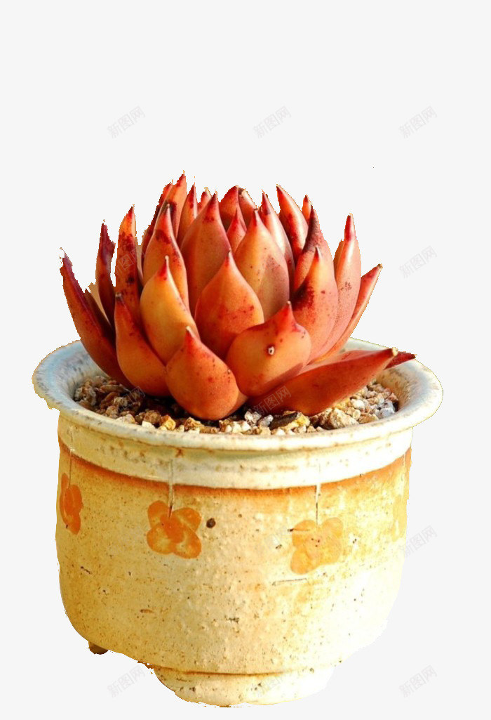 圆盆中的多肉植物png免抠素材_新图网 https://ixintu.com 圆形盆 多肉 多肉植物 实物 植物 白色石子 盆栽 红色多肉