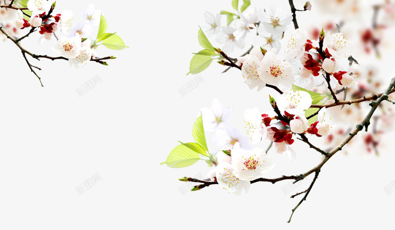 淡粉色桃花枝png免抠素材_新图网 https://ixintu.com 粉色 花枝