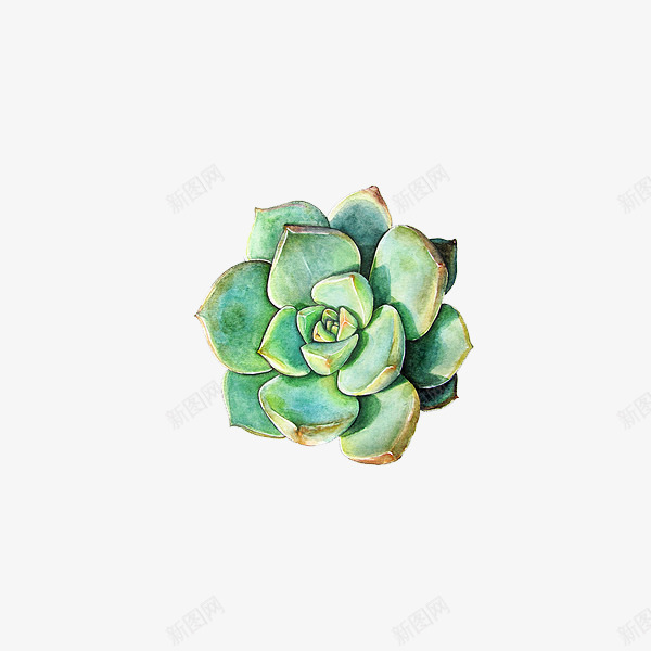 手绘水彩多肉植物png免抠素材_新图网 https://ixintu.com PNG 多肉植物 手绘 植物 水彩