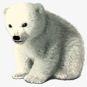 婴儿极地HappyHolidayspng免抠素材_新图网 https://ixintu.com baby bear polar 婴儿 极地 熊