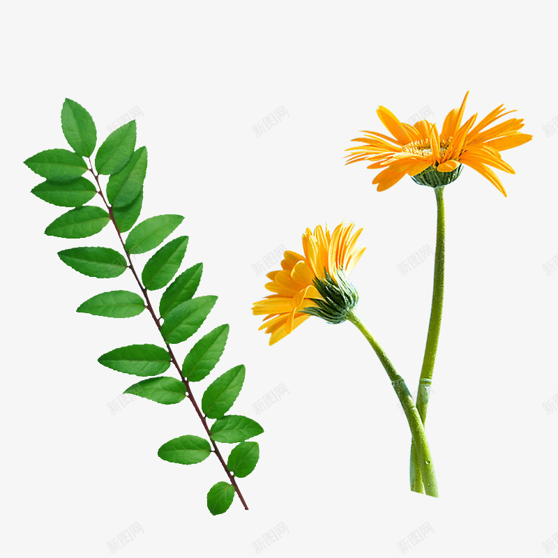草本植物png免抠素材_新图网 https://ixintu.com 叶子 春 树叶 植物 绿叶 绿色 自然 花朵 花枝 草本植物 野花