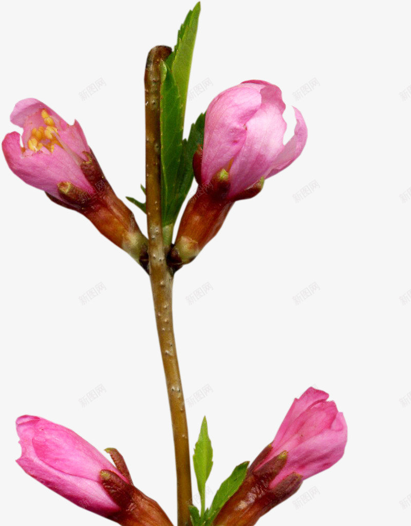 紫红色鲜花png免抠素材_新图网 https://ixintu.com 叶子 花朵 花枝 花苞 鲜花