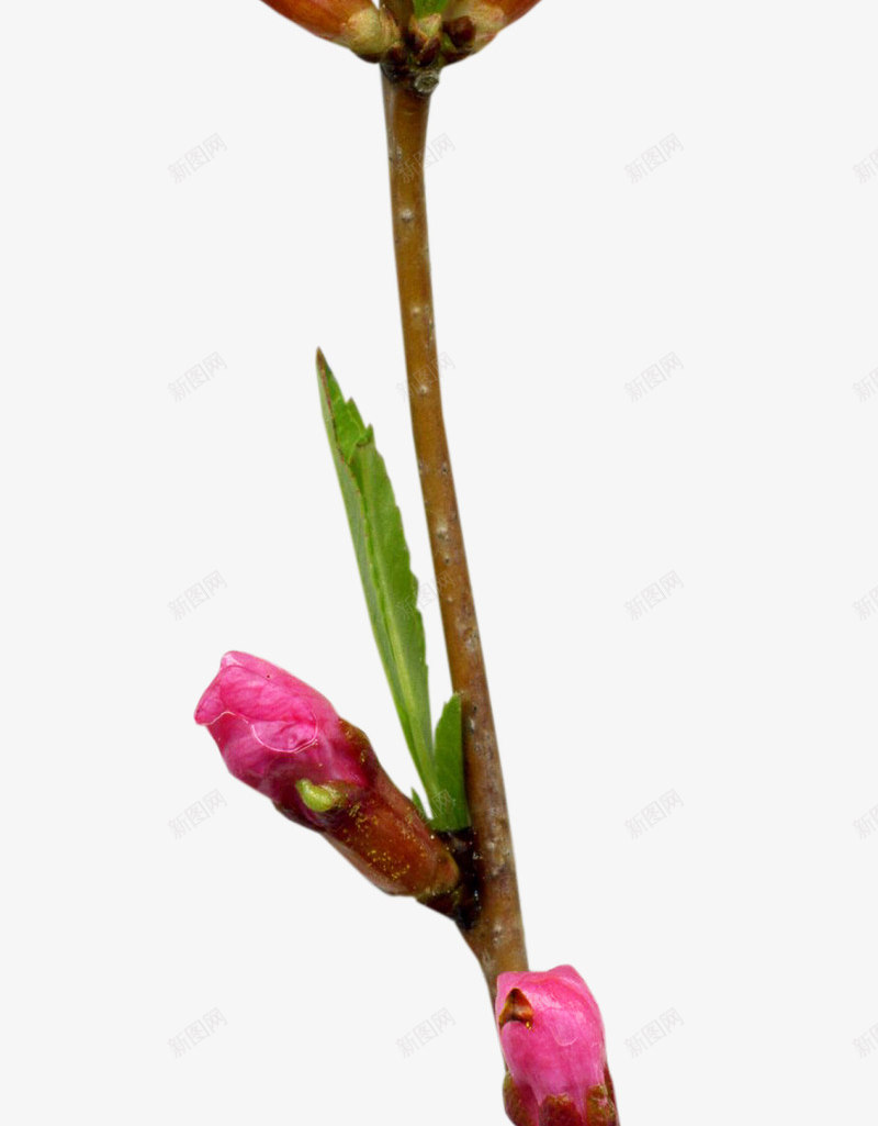 紫红色鲜花png免抠素材_新图网 https://ixintu.com 叶子 花朵 花枝 花苞 鲜花