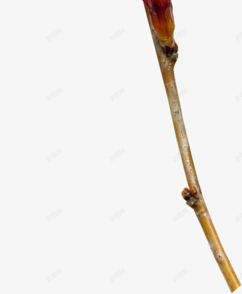 紫红色鲜花png免抠素材_新图网 https://ixintu.com 叶子 花朵 花枝 花苞 鲜花
