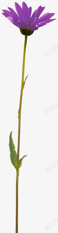 花枝花草蓝色盛开的花朵png免抠素材_新图网 https://ixintu.com 盛开 花朵 花枝 花草 蓝色