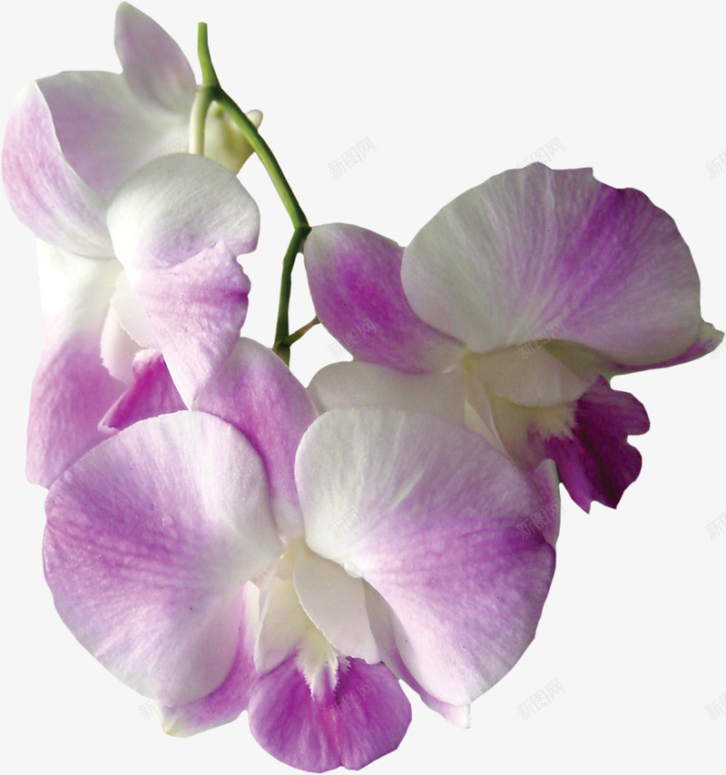 兰花花枝png免抠素材_新图网 https://ixintu.com 兰花 花朵 花枝 鲜花