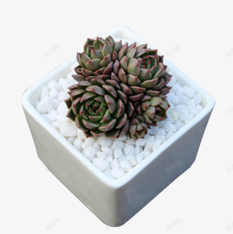 多肉创意植物观音莲趣味png免抠素材_新图网 https://ixintu.com 办公室家庭 多肉创意 植物 肉肉植物 观音莲 趣味四季绿植盆栽 迷你