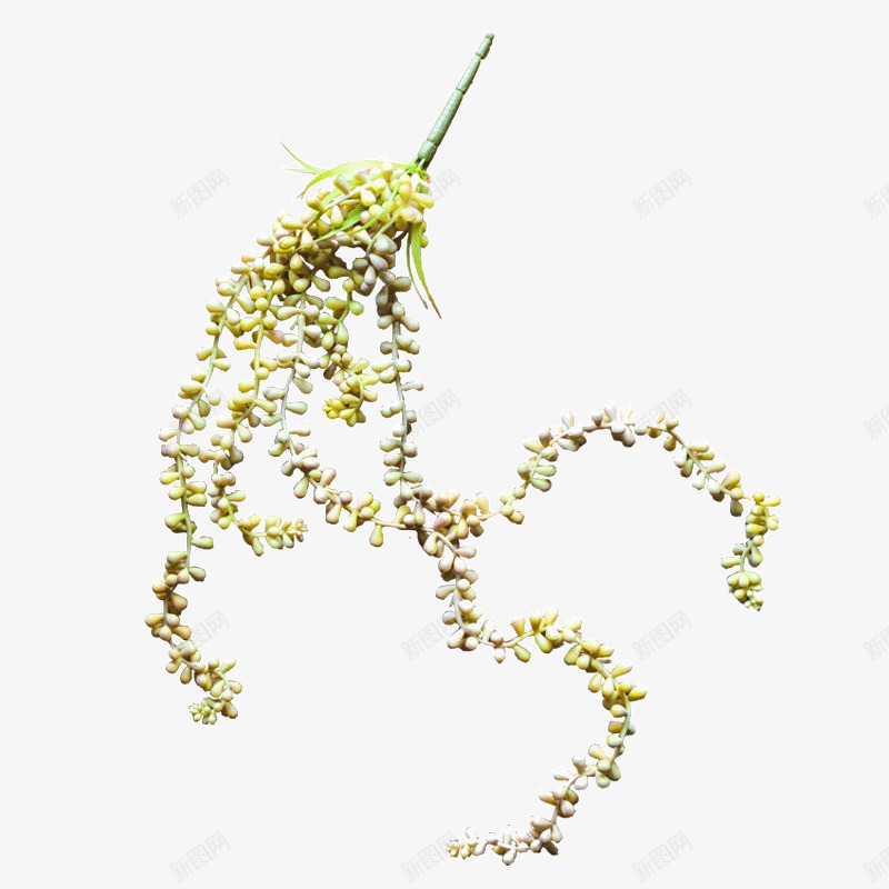 仿真多肉植物png免抠素材_新图网 https://ixintu.com 仿真佛珠 仿真佛豆 仿真情人泪 吊兰 园艺 垂吊 手感胶
