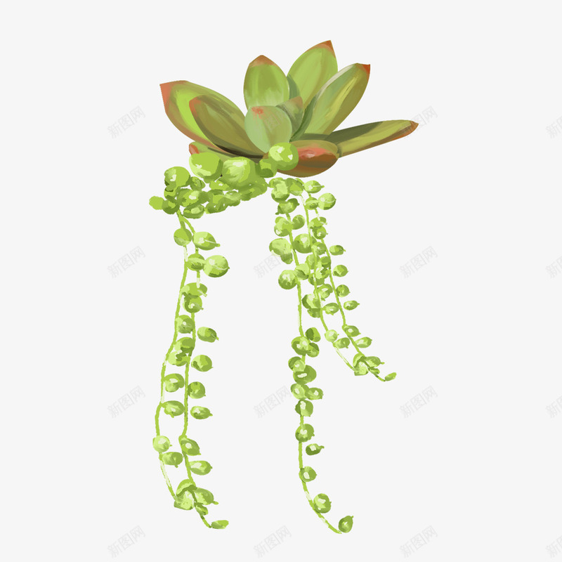 手绘可爱植物多肉png免抠素材_新图网 https://ixintu.com 可爱多肉 园艺 绿色植物 绿色蔓藤 装饰