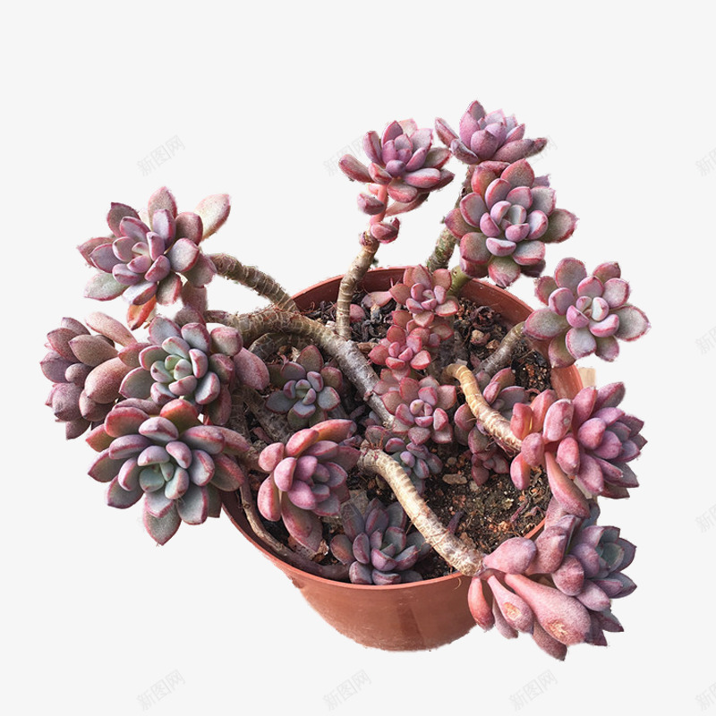 多肉植物正面抠图png免抠素材_新图网 https://ixintu.com 多肉 小清新 植物 素材