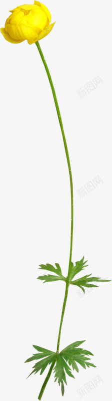 花枝花草一朵黄色花朵png免抠素材_新图网 https://ixintu.com 一朵 花朵 花枝 花草 黄色