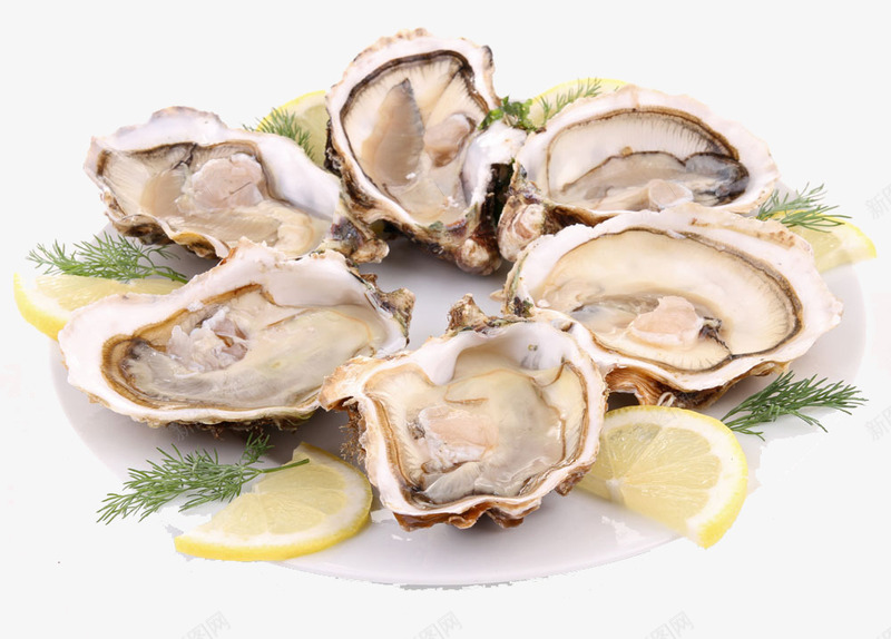 美食海贝壳柠檬png免抠素材_新图网 https://ixintu.com 柠檬 海参 美食 贝壳
