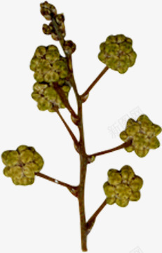 精美压花干花黄色花朵花枝png免抠素材_新图网 https://ixintu.com 压花 干花 精美 花朵 花枝 黄色