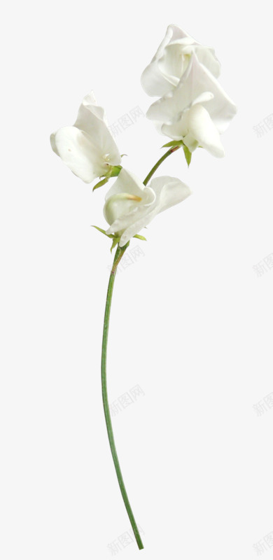 白色花枝花叶png免抠素材_新图网 https://ixintu.com 白色 花叶 花枝