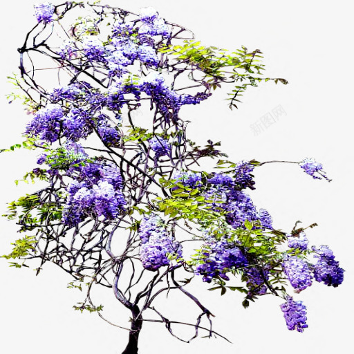 蓝色花花枝花树png免抠素材_新图网 https://ixintu.com 花花 蓝色