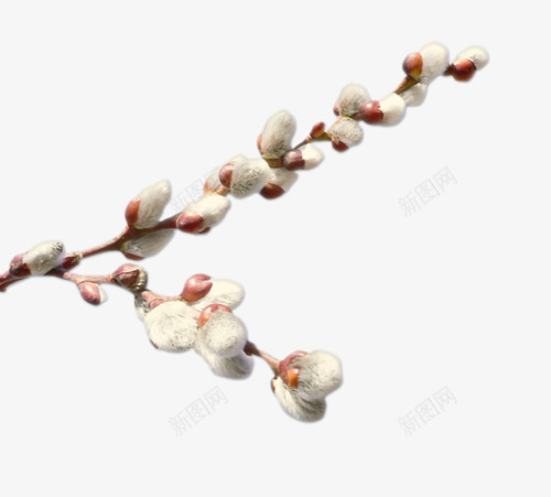 桃枝png免抠素材_新图网 https://ixintu.com 枝条 树枝 桃花枝
