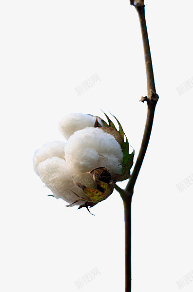 实物一朵棉花枝侧面png免抠素材_新图网 https://ixintu.com 一朵棉花 侧面 枝条 棉 棉花 棉花枝 植物 白色