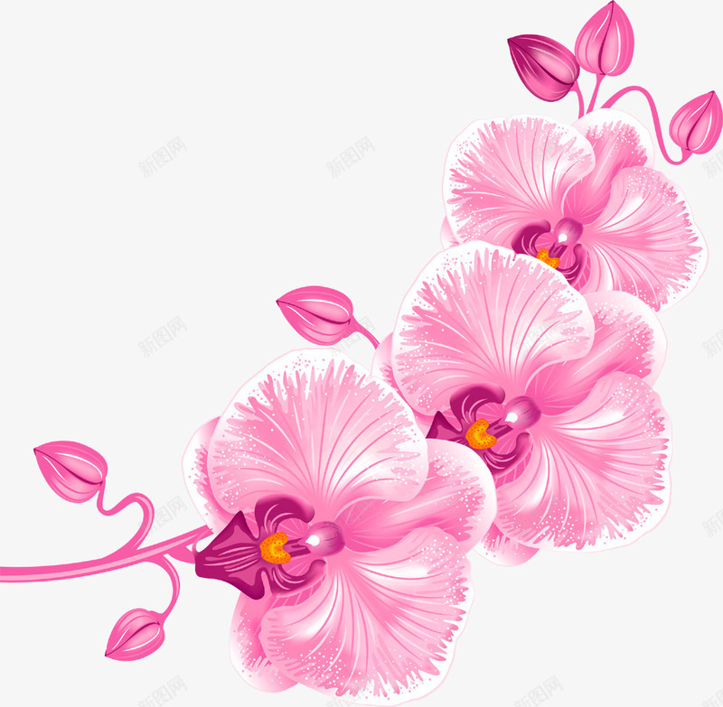 粉红色兰花png免抠素材_新图网 https://ixintu.com 兰花 花朵 花枝 花蕾 鲜花