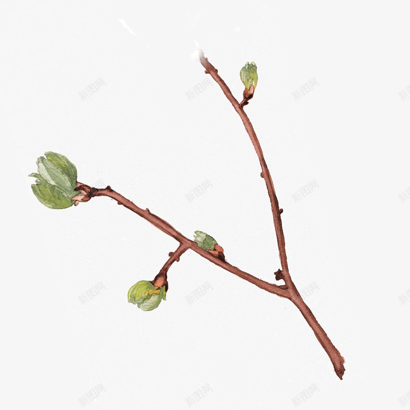 小树发芽psd免抠素材_新图网 https://ixintu.com 发芽 小树 树叶 树干 植物 灰色 生长 纹理 自然 质感
