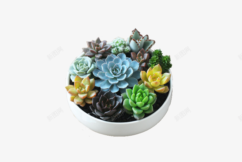 7多肉植物png免抠素材_新图网 https://ixintu.com 多肉 多肉植物 植物 盆栽 绿色 花 花盘 装饰