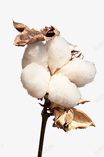 手绘成熟的一朵棉花枝png免抠素材_新图网 https://ixintu.com 叶子 成熟的棉花 棉 棉花 棉花枝 植物 白色