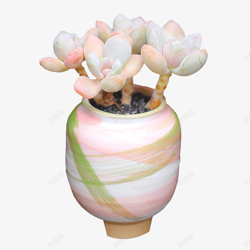 卡通手绘多肉植物png免抠素材_新图网 https://ixintu.com 创意 卡通手绘 多肉 植物 盆栽 精美的 艺术