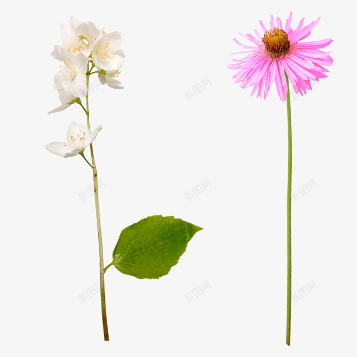 花枝花草水彩白花蓝花png免抠素材_新图网 https://ixintu.com 水彩 白花 花枝 花草 蓝花