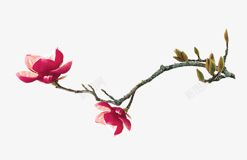 莲花花朵花枝装饰png免抠素材_新图网 https://ixintu.com 图片 花朵 花枝 莲花 装饰