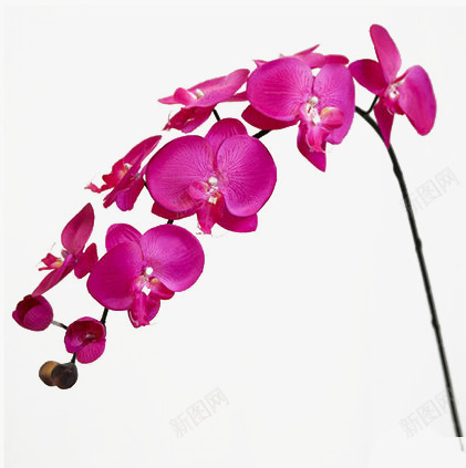 紫色桃花png免抠素材_新图网 https://ixintu.com 桃花 紫色 花枝