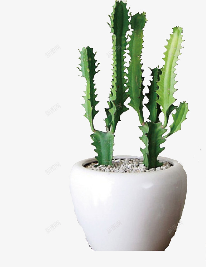白色盆中的绿色植物png免抠素材_新图网 https://ixintu.com 向上生长 多肉 多肉植物 实物 带刺植物 植物 白色圆形盆 盆栽 绿色植物