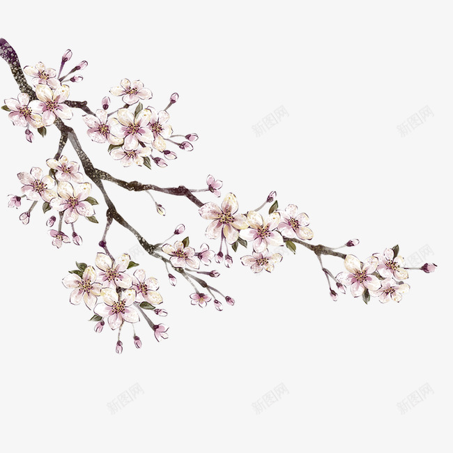 桃花枝png免抠素材_新图网 https://ixintu.com 桃花 梅花枝