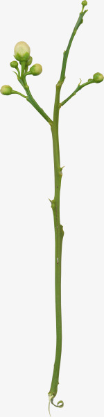 花枝花草绿色花苞png免抠素材_新图网 https://ixintu.com 绿色 花枝 花苞 花草