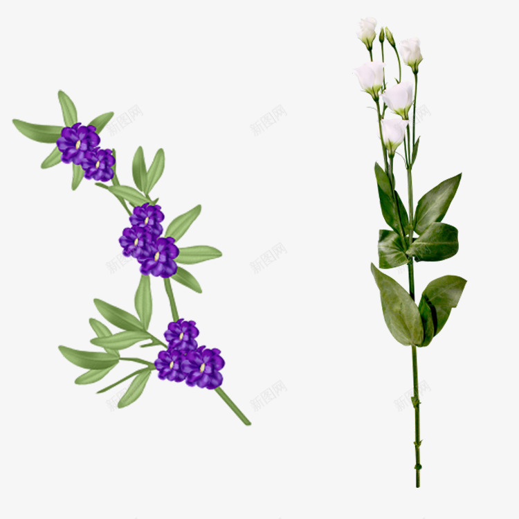 花枝花草蓝色花朵白花png免抠素材_新图网 https://ixintu.com 白花 花朵 花枝 花草 蓝色