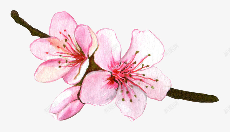 手绘粉色桃花花枝png免抠素材_新图网 https://ixintu.com 包装设计 小清新包装 桃花 花朵 花朵装饰 花草设计 贺卡设计