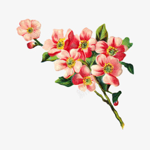 花枝花草水彩红花png免抠素材_新图网 https://ixintu.com 水彩 红花 花枝 花草