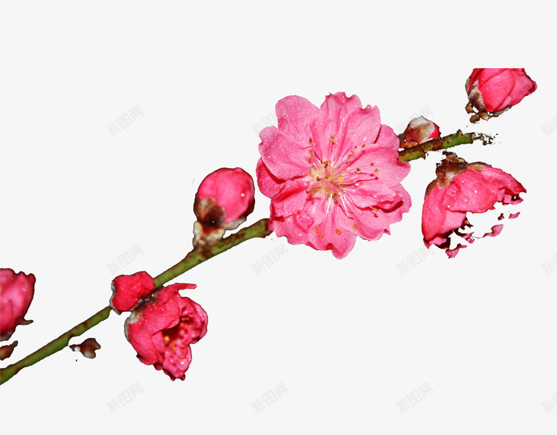 一枝桃花png免抠素材_新图网 https://ixintu.com 桃花 粉色桃花 花枝素材