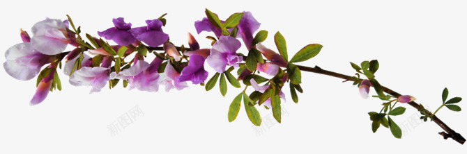 花枝花草花束png免抠素材_新图网 https://ixintu.com 花束 花枝 花草