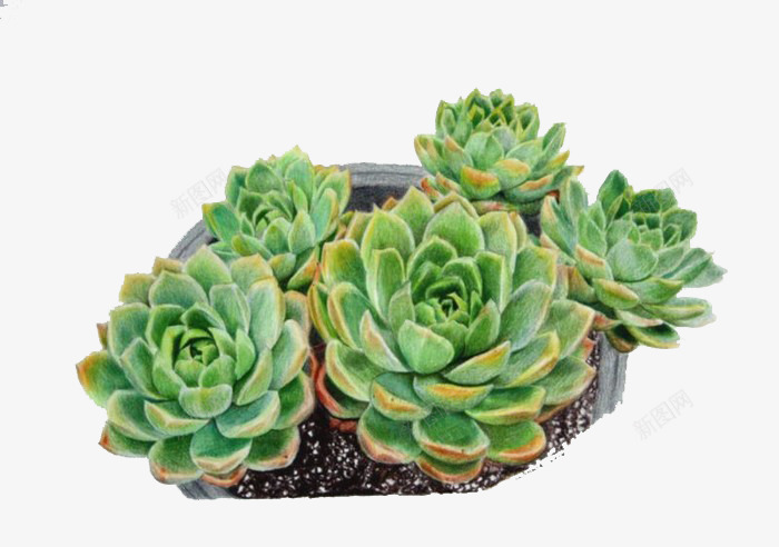 绿色多肉植物png免抠素材_新图网 https://ixintu.com 多肉 多肉植物 实物 植物 泥土 盆栽 绿色多肉植物 黑色方盆