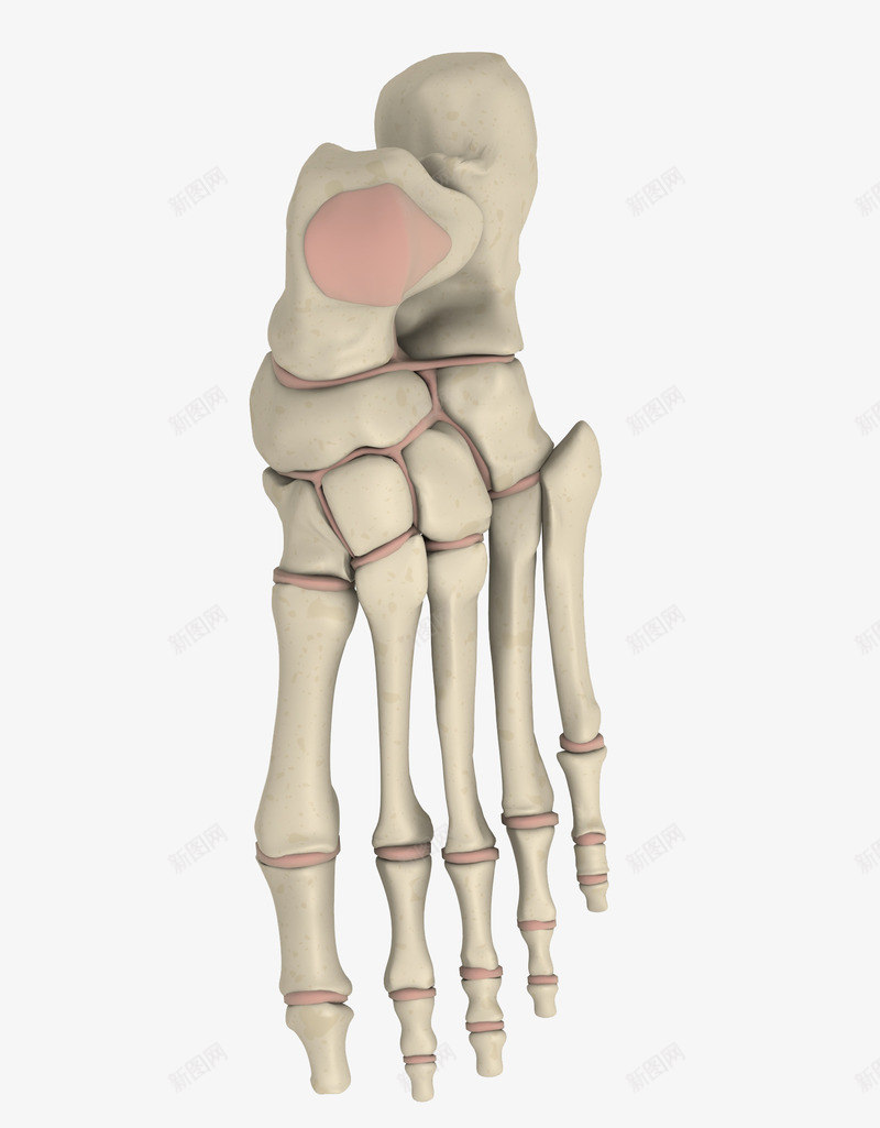 手指骨架png免抠素材_新图网 https://ixintu.com 关节 关节疼 关节病 关节痛 刺疼 剧痛 忍受 手指 疼 疼痛 疾苦 痛 痛楚 痛苦 红肿