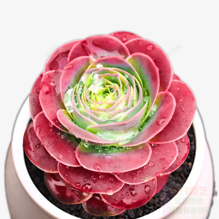 小清新多肉植物12png免抠素材_新图网 https://ixintu.com 多肉 多肉植物 植物 盆栽 绿色 花 花盘 装饰