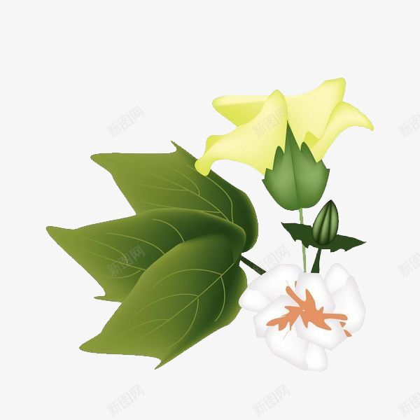 手绘棉花棉花叶子花朵png免抠素材_新图网 https://ixintu.com 叶子 树枝 棉 棉花 棉花叶子 棉花枝 植物 花朵