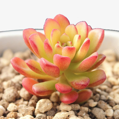 迷你多肉植物进口景天塔洛克png免抠素材_新图网 https://ixintu.com 塔洛克 多肉植物 进口景天 迷你
